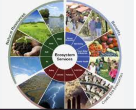 Ecosystem Services and Their Value