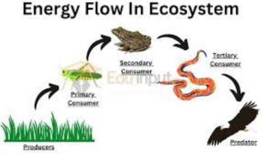 Energy Flow in Ecosystems