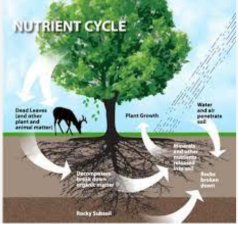 Nutrient Cycles: Carbon, Nitrogen, and Phosphorus