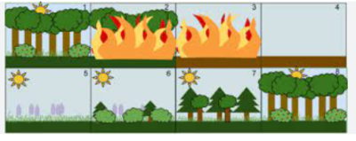 Succession and Dynamics of Ecosystems