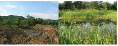 Ecosystem Restoration and Rehabilitation