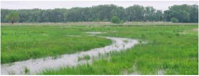 Wetlands: Characteristics and Importance