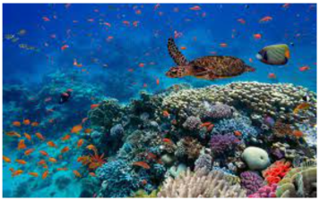 Coral Reefs: Biodiversity and Threats