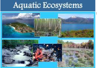 Aquatic Ecosystems: Freshwater and Marine