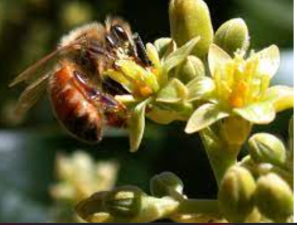 Ecosystem Services: Benefits to Humans