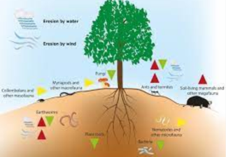 Soil Ecosystems and Soil Biodiversity