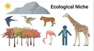 Ecological Niches and Species Interactions