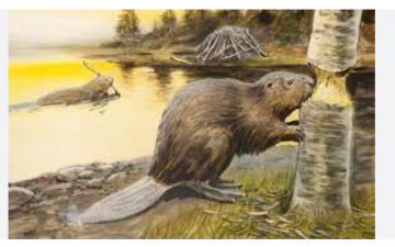 Ecosystem Engineers: Species That Shape Habitats
