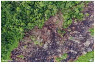 Tropical Rainforests: Ecology and Threats