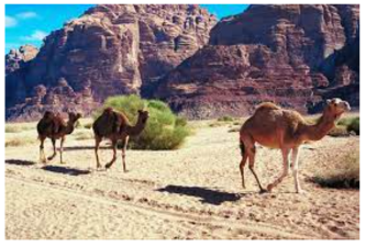 Desert Ecosystems: Adaptation and Survival