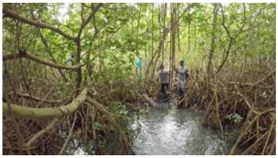 Mangroves: Coastal Ecosystems Under Threat