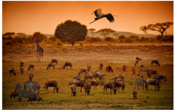 Levels of Biodiversity: Genetic, Species, and Ecosystem