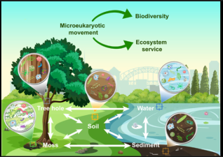 Role of Biodiversity in Ecosystem Services