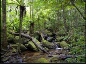 Tropical Rainforests and Biodiversity
