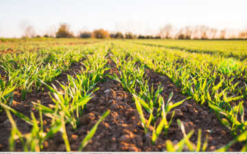 Agricultural Biodiversity and Food Security