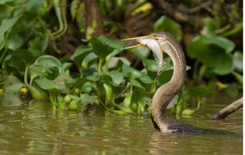 Biodiversity in Freshwater Ecosystems