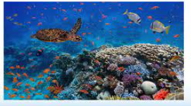 Biodiversity and Ecosystem Resilience