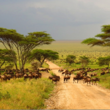 Biodiversity in Grasslands and Savannas
