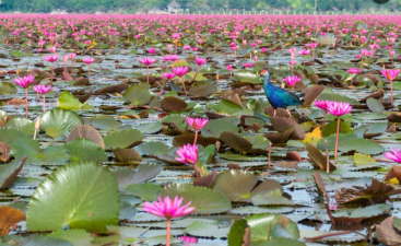 Biodiversity in Wetlands