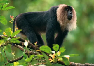 Endemic Species of India: Flora and Fauna