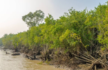 Mangrove Forests of India: Sundarbans and Others