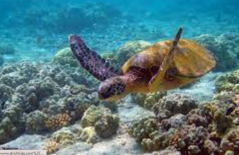 Indian Coral Reefs: Ecology and Conservation