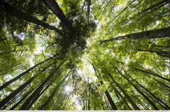 Ethical and Philosophical Dimensions of Biodiversity