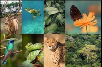 Biodiversity and Ecotourism