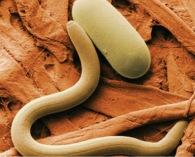 What are Nematodes?