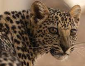 International Arabian Leopard Day