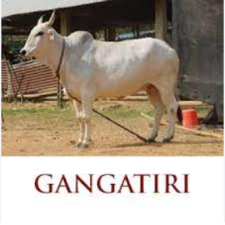 India’s First Conservation Centre for Gangatiri Cows