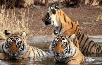 Sunabeda Tiger Reserve