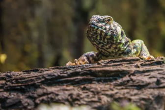 Brumation in Reptiles