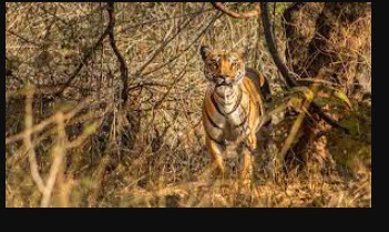 BOR Tiger Reserve