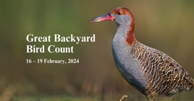 The Great Backyard Bird Count (GBBC) 2024