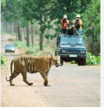 Tadoba Tiger Reserve in Maharashtra