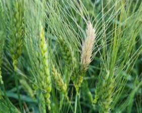 Climate Change and Wheat Blast