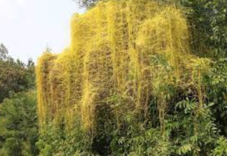Cuscuta Dodder