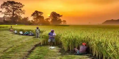 India Confronts WTO Over Rising Agricultural Subsidies