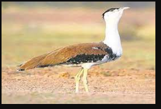 The Great Indian Bustard Faces Local Extinction