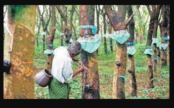 Revitalizing India’s Natural Rubber Industry Through Integrated Development