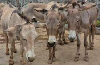 African Union Ends Cruel Donkey Skin Industry