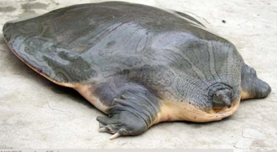 Cantor’s Giant Softshell Turtles Found in Kerala