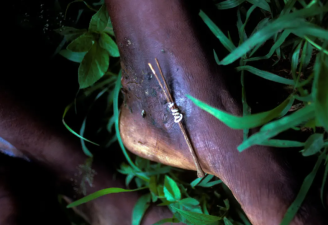 India Committed to Wiping Out Guinea Worm by 2027 Through Prevention Efforts