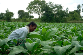 Indian Government Implements Support System for Flue-Cured Tobacco Producers