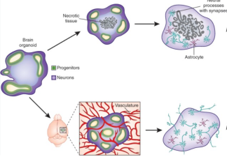 Indian Scientists Develop Functional Neurovascular Tissue Prototypes