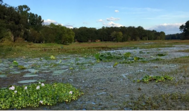 Assessing the Efficacy of India’s 2024 Nitrogen Pollution Cap