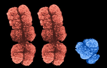 Assessing The Role of Chromosomal Fusions In Our Ancestors