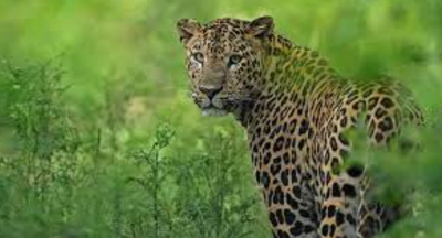 Government Report Reveals Positive Trends and Challenges for India’s Thriving Leopard Population