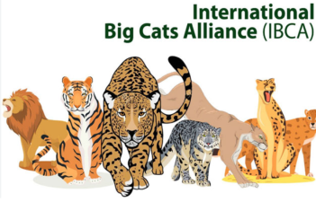 India’s Leadership in Establishing the International Big Cat Alliance (IBCA)